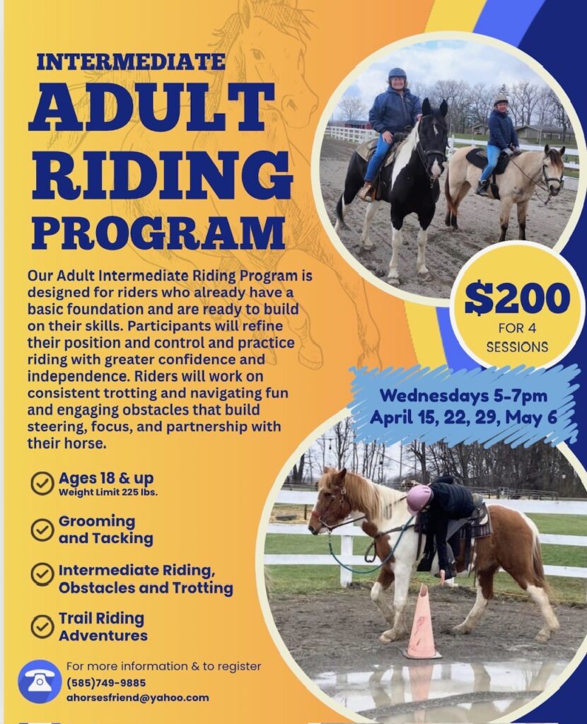 Intermediate Rides Adult Intermediate Riding Program – A Horse's Friend